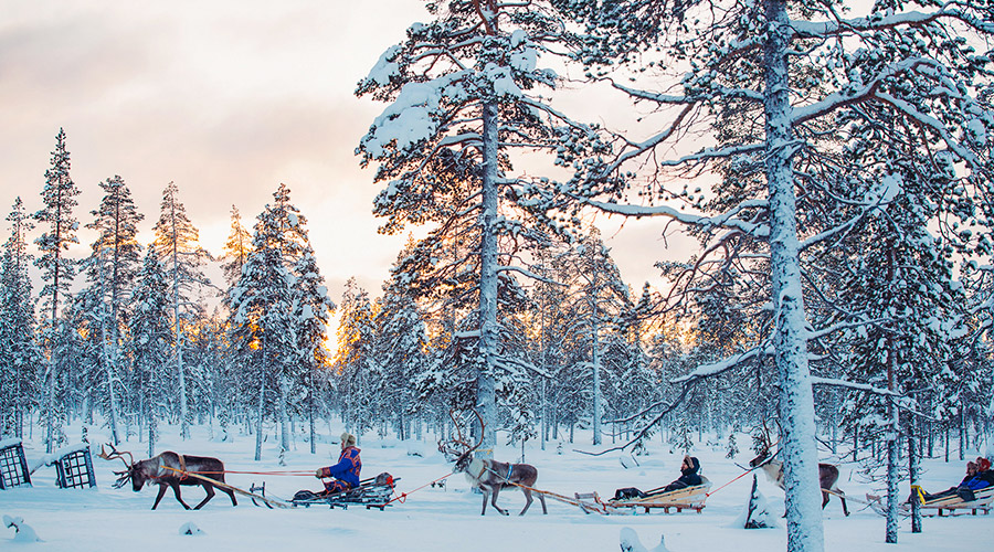 Arctic Finland Reindeer